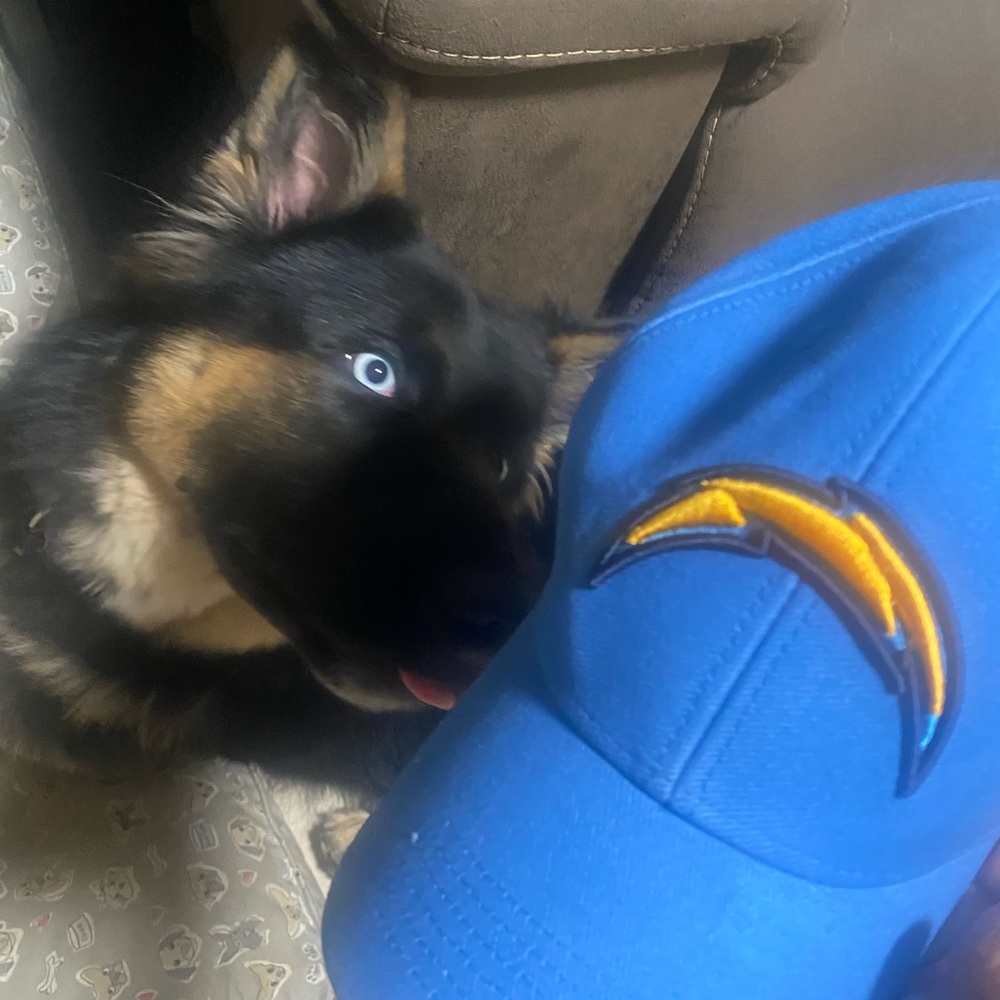 Chargers retro cap ( San Diego ) new!! ( DOG MODEL NOT INCLUDED )